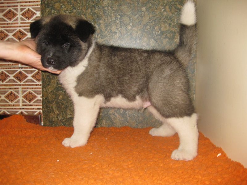 Puppies